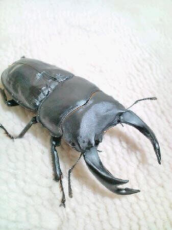 国産オオクワガタ　能勢