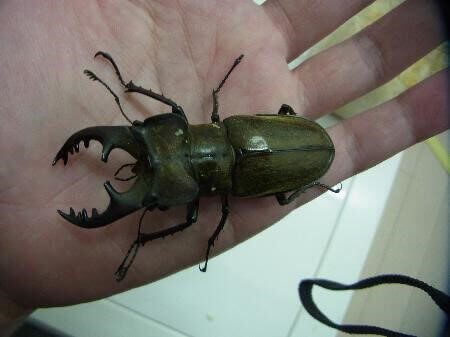 国産ミヤマクワガタ　筑波