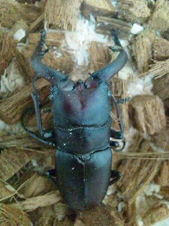 国産ノコギリクワガタ