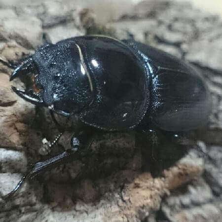 国産オオクワガタ