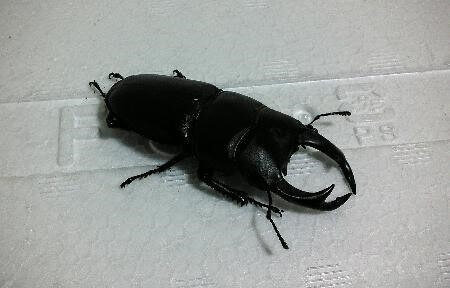 国産オオクワガタ