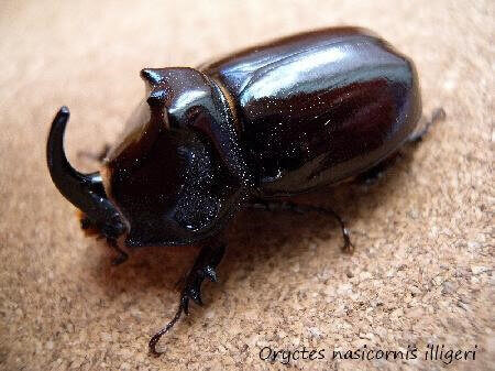 ヨーロッパサイカブト