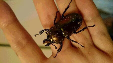 ニジイロクワガタ ノーマル