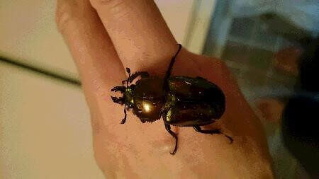 ニジイロクワガタ　ノーマル