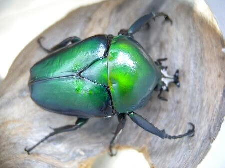 オーベルチュールツノカナブン