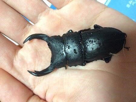 国産オオクワガタ