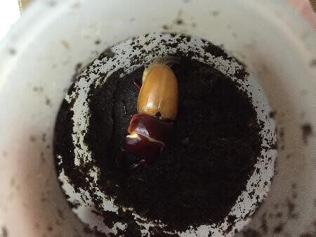 国産オオクワガタ 大分