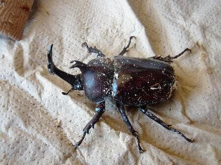 国産カブトムシ