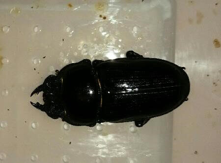 国産オオクワガタ　久留米