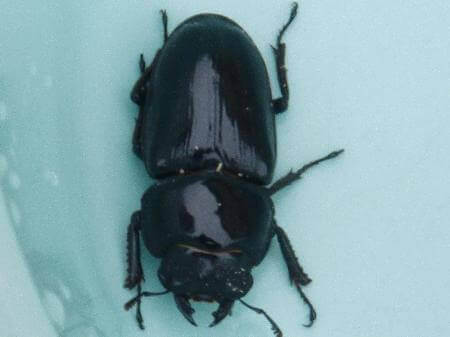 国産オオクワガタ　久留米