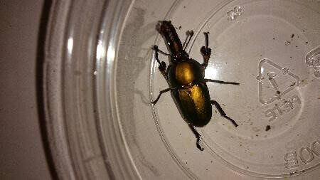 パプアキンイロクワガタ グリーン