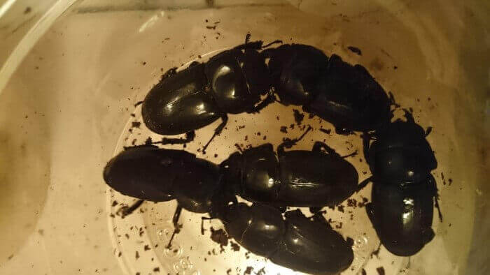 ダイオウヒタラクワガタ