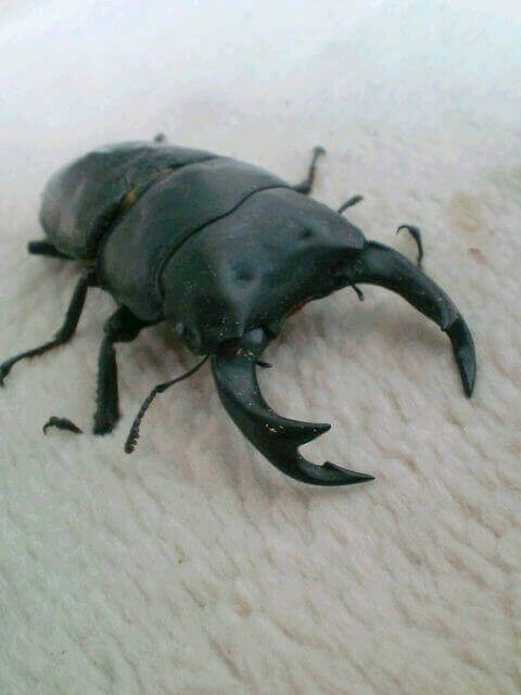 国産オオクワガタ　能勢