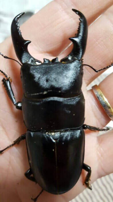 国産ヒラタクワガタ