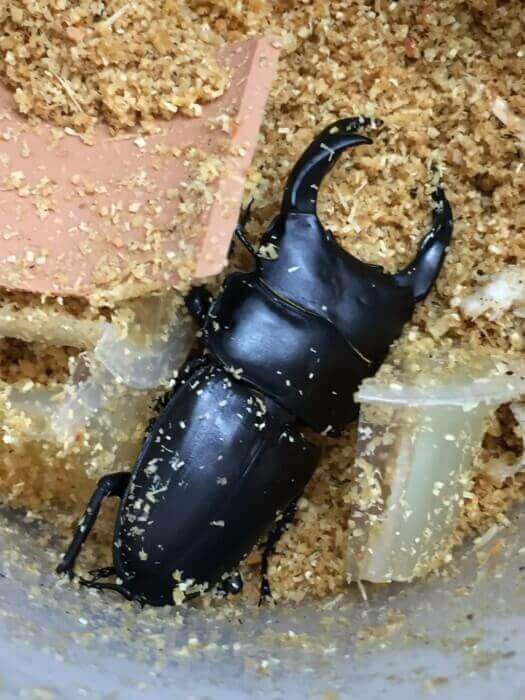 国産オオクワガタ 産地不明