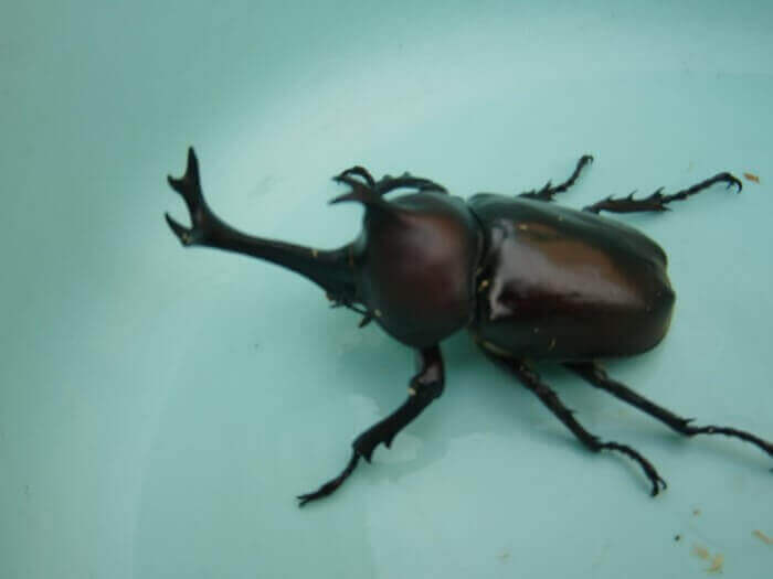 国産カブトムシ