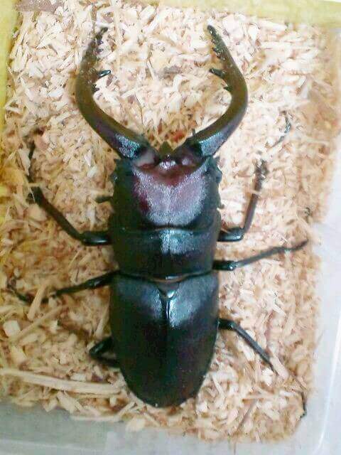 国産ノコギリクワガタ