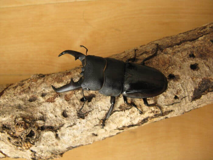 国産ヒラタクワガタ