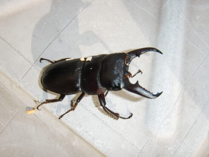 国産ヒラタクワガタ