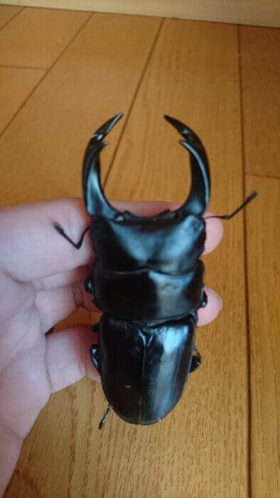 国産オオクワガタ