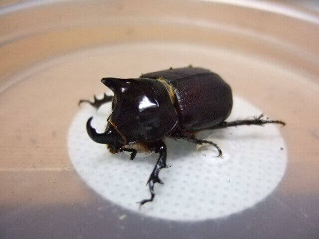 ビコルニス（ミツノセスジクリイロサイカブト）