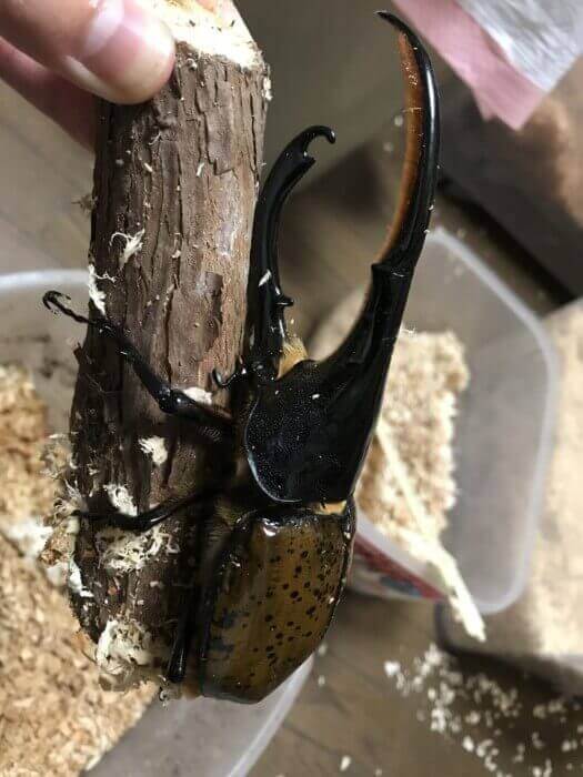 ヘラクレス・リッキー