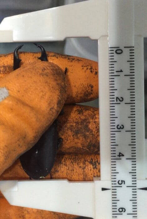 国産コクワガタ