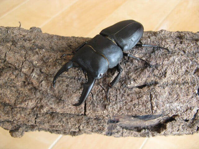 国産ヒラタクワガタ