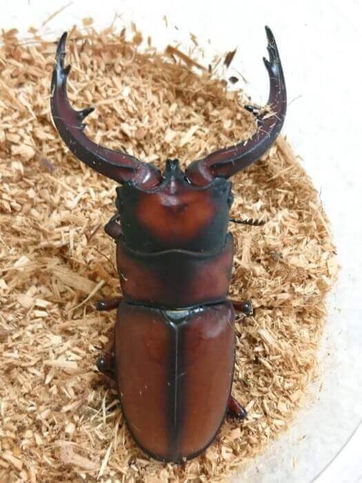 トカラノコギリクワガタ　悪石島