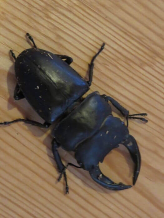 国産オオクワガタ