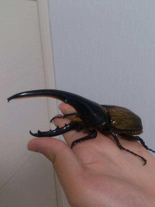 ヘラクレス・ヘラクレス