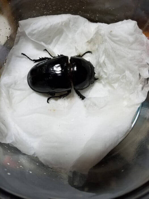 タランドゥスオオツヤクワガタ