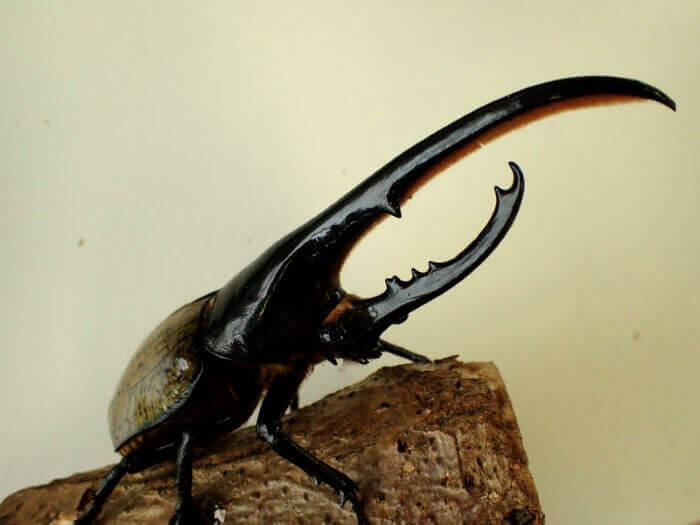 ヘラクレス・ヘラクレス