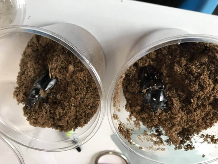 ギラファノコギリクワガタ