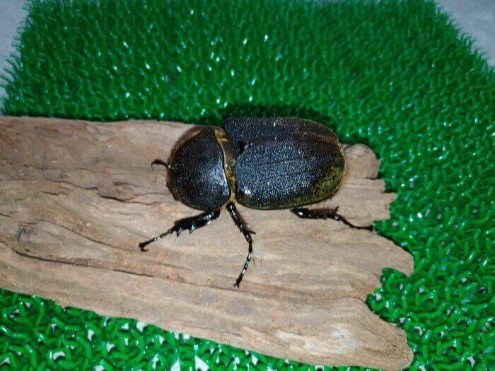 ヘラクレス・ヘラクレス