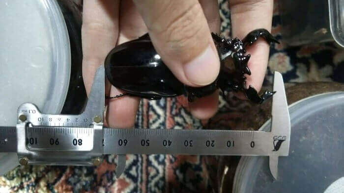 タランドゥスオオツヤクワガタ