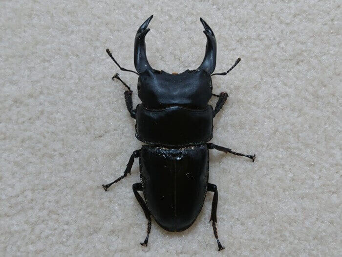 国産オオクワガタ 能勢