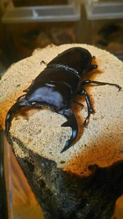 グランディスオオクワガタ　DGM