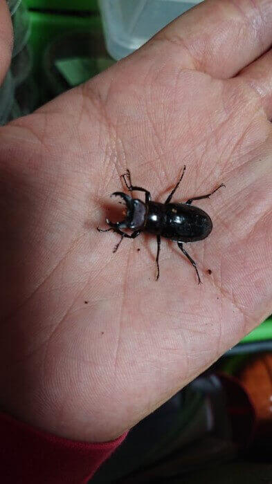 ミクラミヤマクワガタ