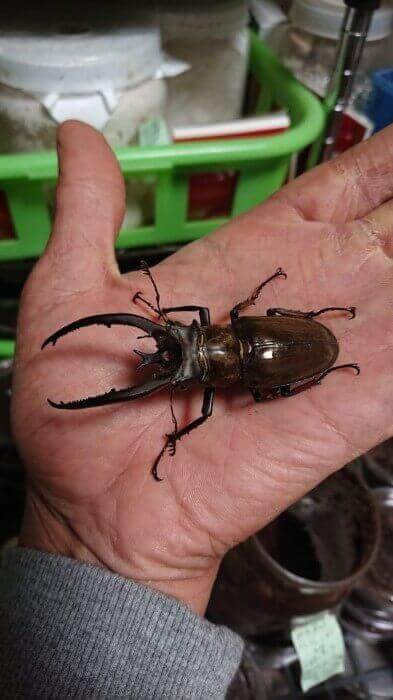 プラネットミヤマクワガタ