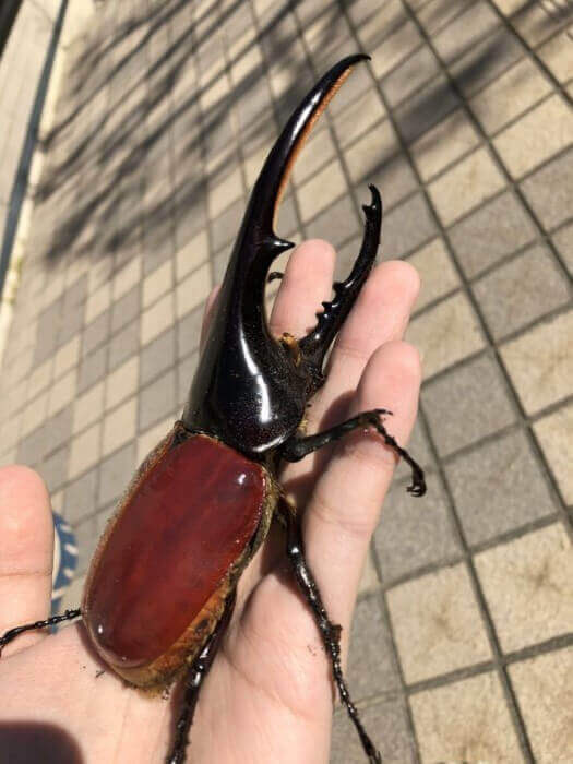 ヘラクレス・ヘラクレス