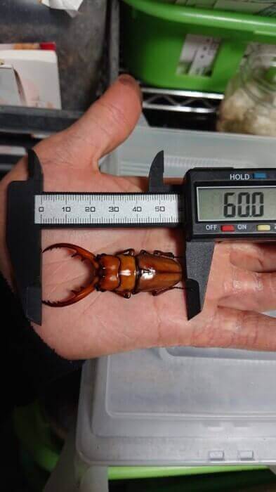 ポルトンノコギリクワガタ