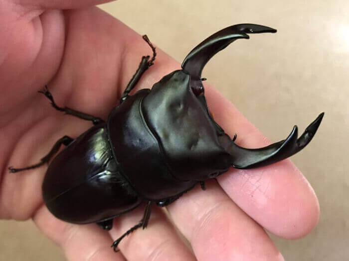 国産オオクワガタ　岡山県津山