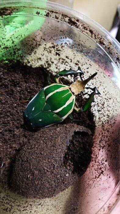 ウガンデンシスオオツノカナブン