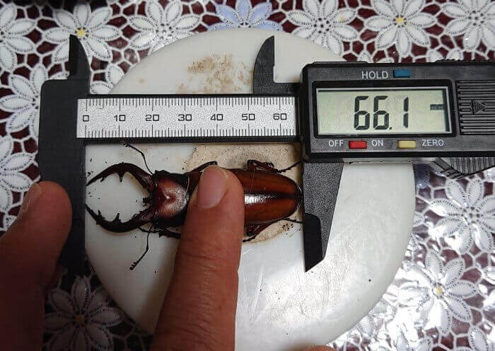 トカラノコギリクワガタ