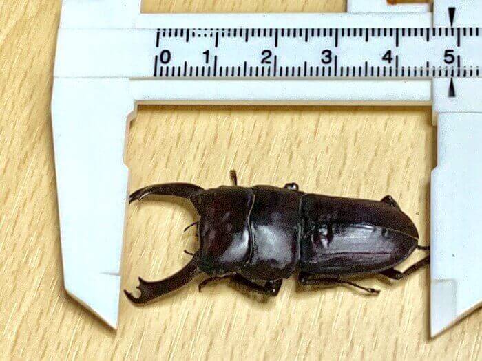 ライヒヒラタクワガタ　スマトラ