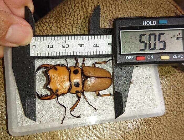 メリーメンガタクワガタ