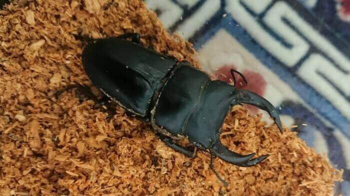 国産オオクワガタ　神崎