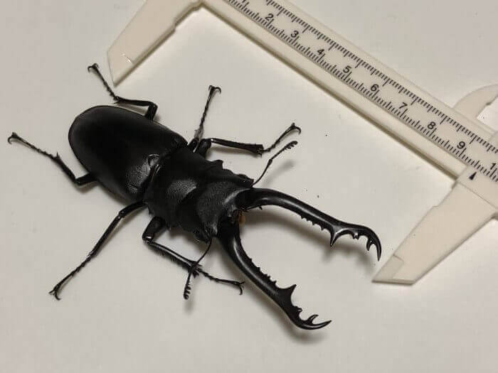 ギラファノコギリクワガタ フローレス