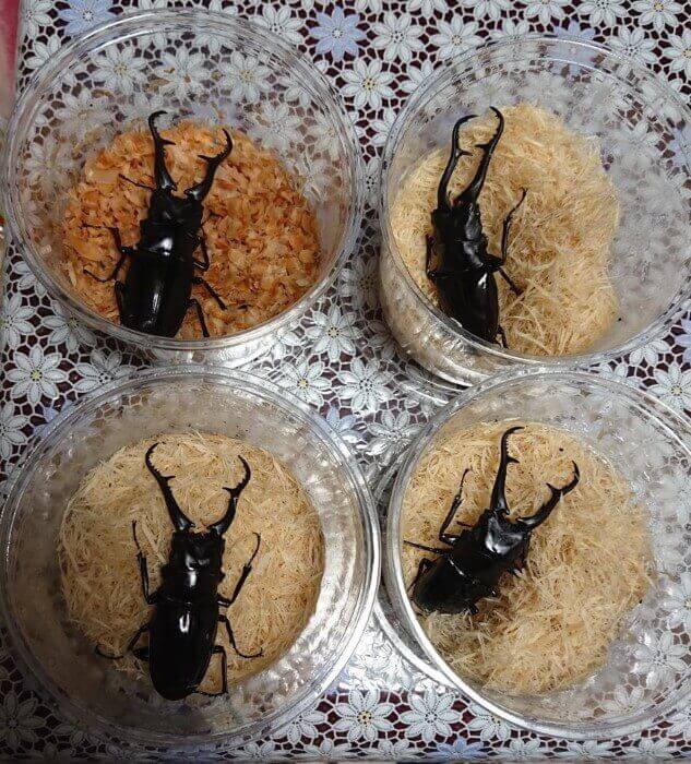 ギラファノコギリクワガタ　ダイスケイ